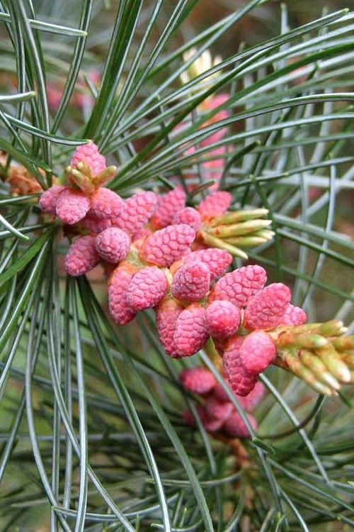 Japanese White Pine (Pinus Parviflora 'Glauca') - 5 Gallon Pot - Image 10