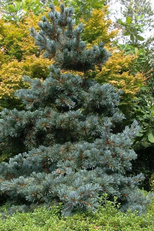 Japanese White Pine (Pinus Parviflora 'Glauca') - 5 Gallon Pot - Image 4