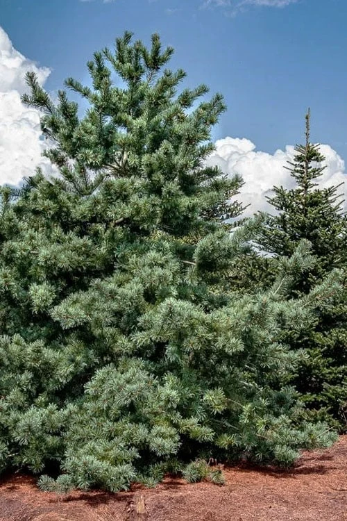Japanese White Pine (Pinus Parviflora 'Glauca') - 5 Gallon Pot - Image 6