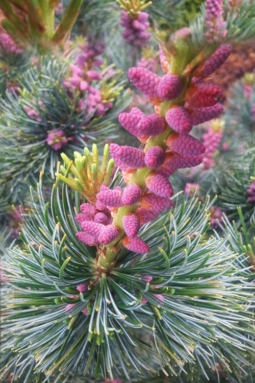 Japanese White Pine (Pinus Parviflora 'Glauca') - 5 Gallon Pot