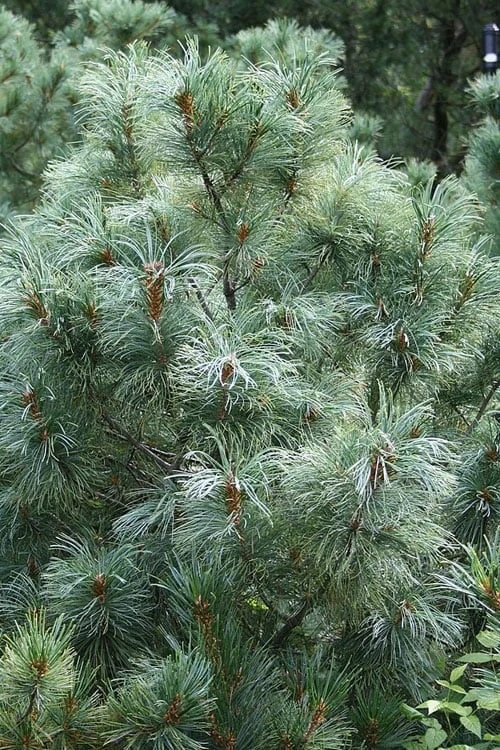 Japanese White Pine (Pinus Parviflora 'Glauca') - 5 Gallon Pot - Image 9