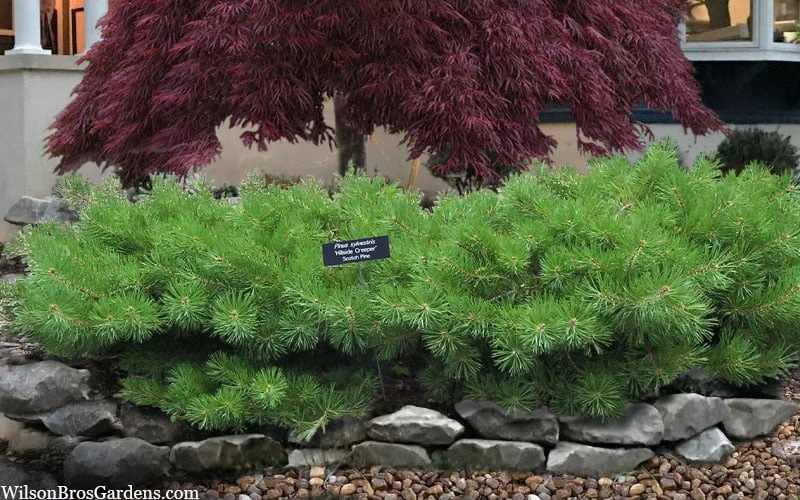 Hillside Creeper Scotch Pine (Pinus Sylvestris) - 6 Gallon Pot - Image 6