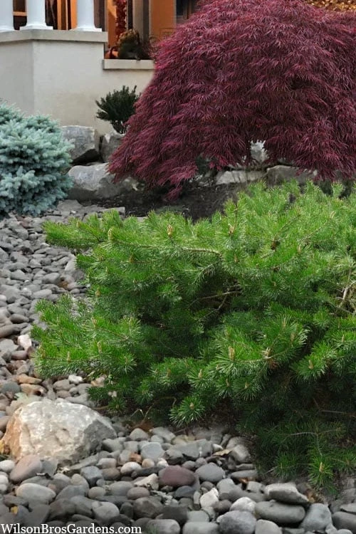 Hillside Creeper Scotch Pine (Pinus Sylvestris) - 3 Gallon Pot - Image 7