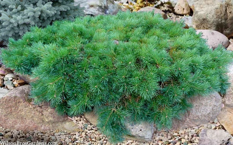 Hillside Creeper Scotch Pine (Pinus Sylvestris) - 3 Gallon Pot - Image 6