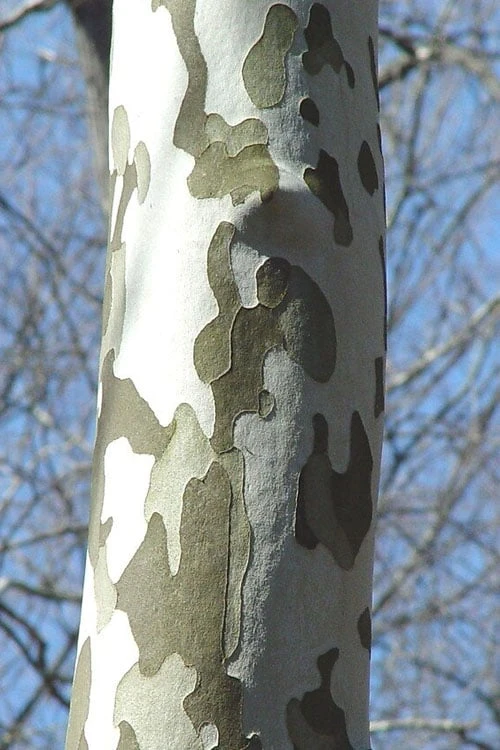 American Sycamore Tree - 3 Pack Of 1.5 Quart Pots - Image 6