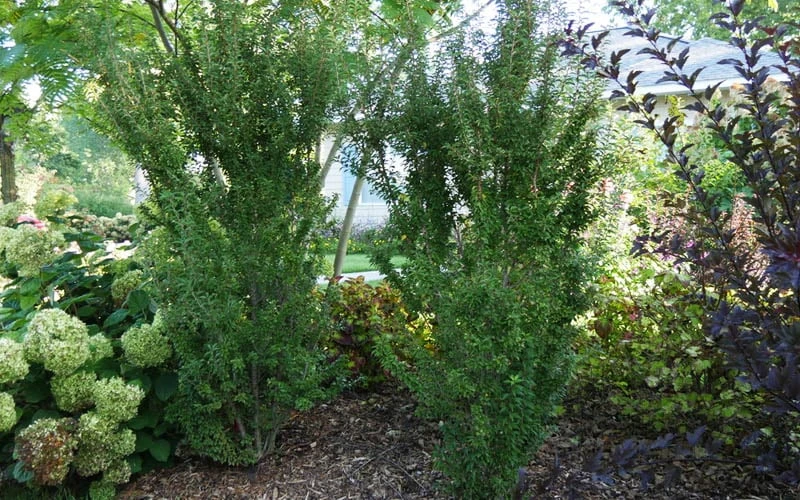 Zuzu Flowering Cherry (Prunus Incisa 'Rinpo') - 3 Gallon Pot - Image 8