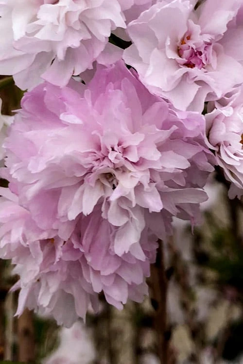 Zuzu Flowering Cherry (Prunus Incisa 'Rinpo') - 3 Gallon Pot - Image 6