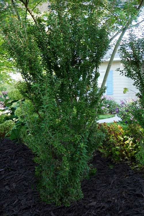 Zuzu Flowering Cherry (Prunus Incisa 'Rinpo') - 5 Gallon Pot - Image 4