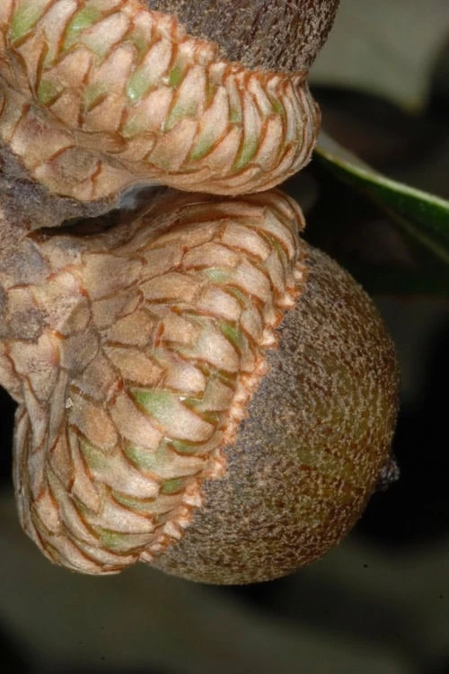 Southern Red Oak Tree (Quercus Falcata) - 1 Gallon Pot - Image 8