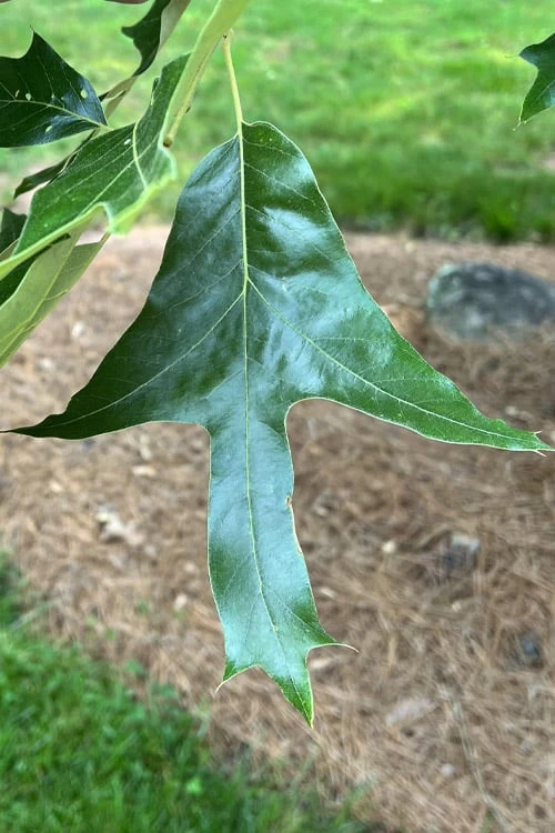 Southern Red Oak Tree (Quercus Falcata) - 1 Gallon Pot - Image 5