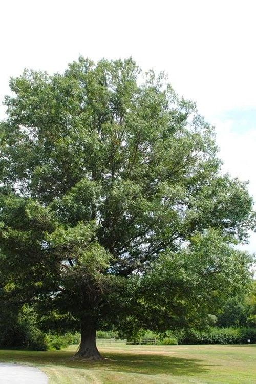 Southern Red Oak Tree (Quercus Falcata) - 1 Gallon Pot - Image 4