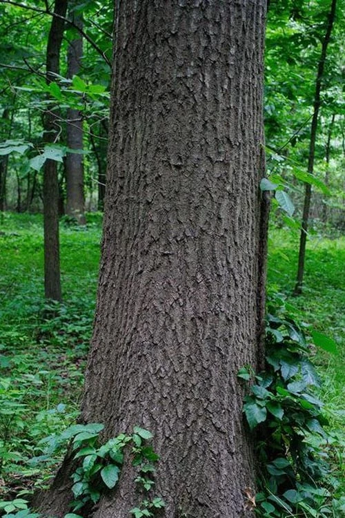 Southern Red Oak Tree (Quercus Falcata) - 1 Gallon Pot - Image 10