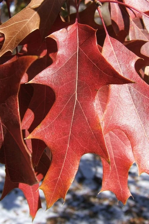 Southern Red Oak Tree (Quercus Falcata) - 1 Gallon Pot - Image 7