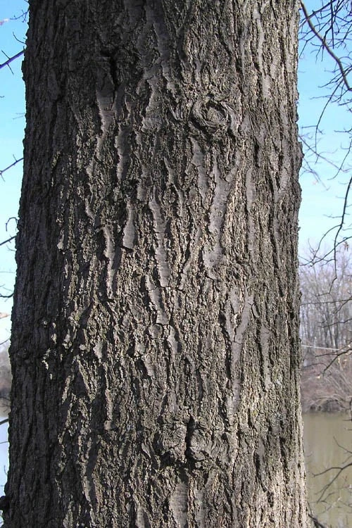 Pin Oak Tree (Quercus Palustris) - 3 Gallon Pot - Image 9