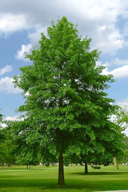 Pin Oak Tree (Quercus Palustris) - 3 Gallon Pot - Image 4
