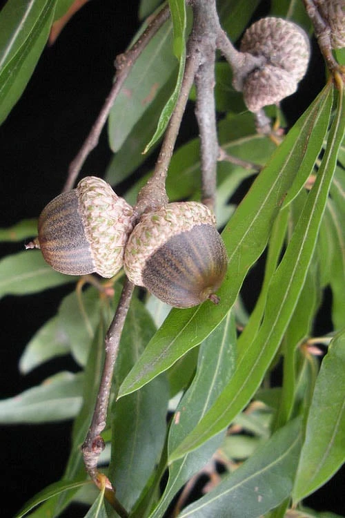 Willow Oak Tree (Quercus Phellos) - 3 Gallon Pot - Image 5