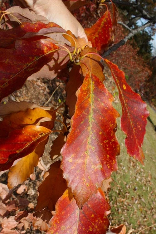 Chestnut Oak Tree (Quercus Prinus) - 3 Pack Of 1.5 Quart Pots - Image 6