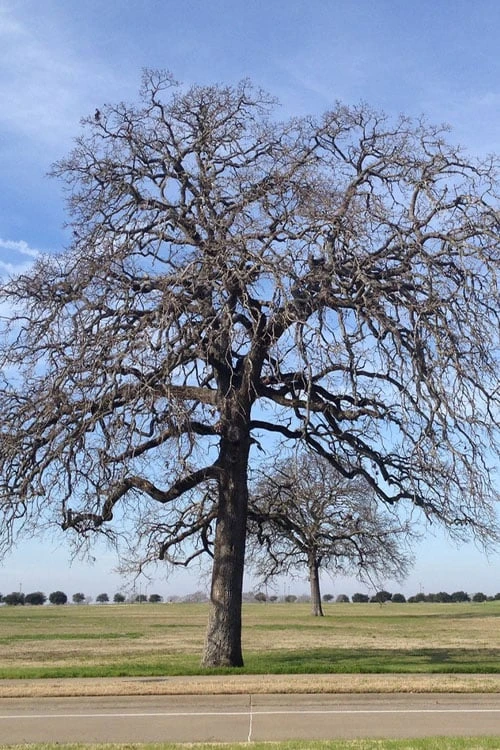 Post Oak Tree (Quercus Palustris) - 3 Pack Of 1.5 Quart Pots - Image 6