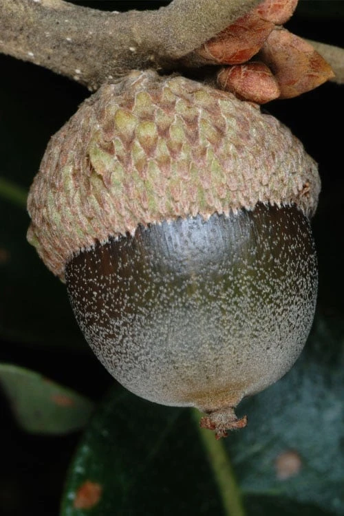 Post Oak Tree (Quercus Palustris) - 3 Pack Of 1.5 Quart Pots - Image 7