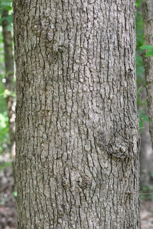 Post Oak Tree (Quercus Palustris) - 3 Pack Of 1.5 Quart Pots - Image 8