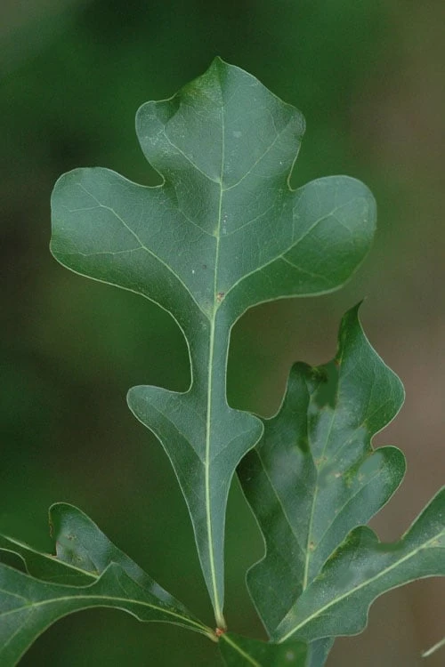 Post Oak Tree (Quercus Palustris) - 3 Pack Of 1.5 Quart Pots - Image 9