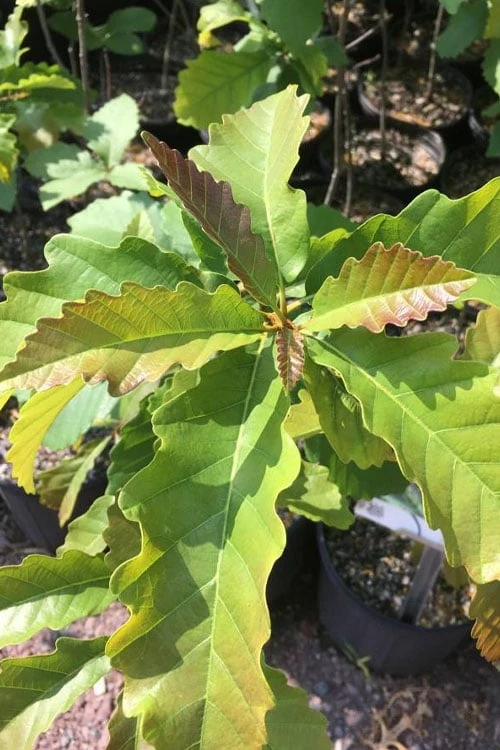 Chestnut Oak Tree (Quercus Prinus) - 3 Pack Of 1.5 Quart Pots - Image 4