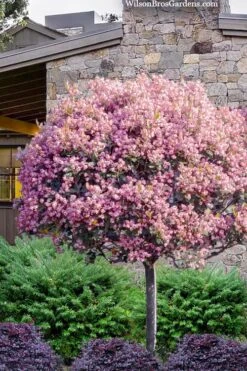 Rosalinda Indian Hawthorn Single Trunk Tree - 7 Gallon Pot (6-7')