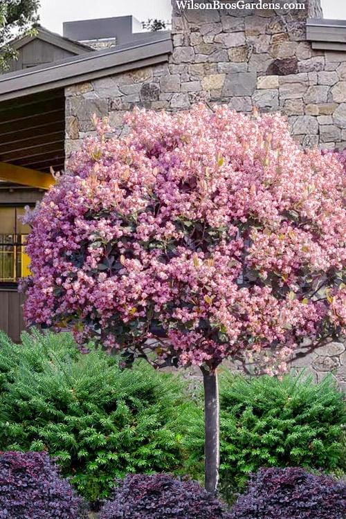 Rosalinda Indian Hawthorn Single Trunk Tree - 7 Gallon Pot (6-7')