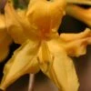 Appalachian Gold Aromi Azalea (Rhododendron Hybrid) - 3 Gallon Pot