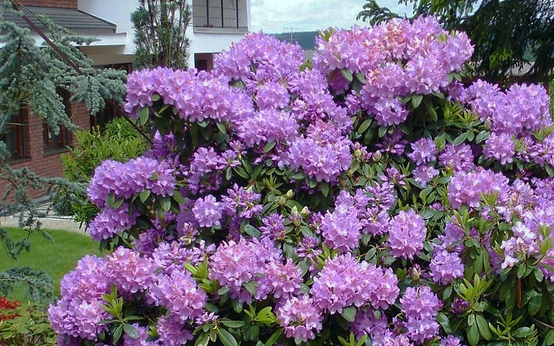Grandiflorum Catawba Rhododendron - 1 Gallon Pot - Image 5