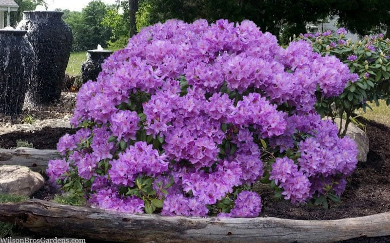 Grandiflorum Catawba Rhododendron - 1 Gallon Pot - Image 6