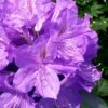 Grandiflorum Catawba Rhododendron - 3 Gallon Pot