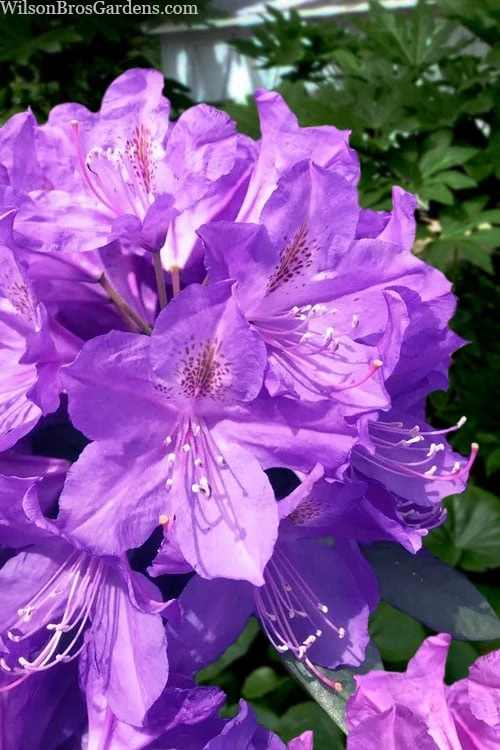 Grandiflorum Catawba Rhododendron - 1 Gallon Pot
