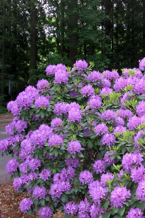 Grandiflorum Catawba Rhododendron - 1 Gallon Pot - Image 7