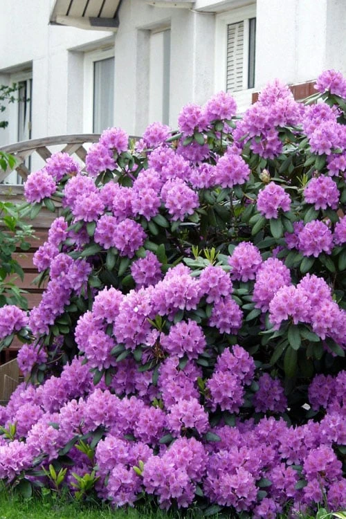 Grandiflorum Catawba Rhododendron - 1 Gallon Pot - Image 8