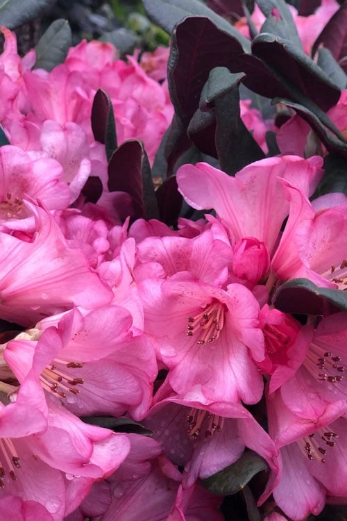 Wine And Roses Rhododendron - 5 Gallon Pot - Image 6