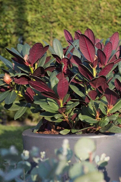 Wine And Roses Rhododendron - 5 Gallon Pot - Image 5
