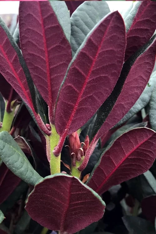 Wine And Roses Rhododendron - 5 Gallon Pot - Image 7