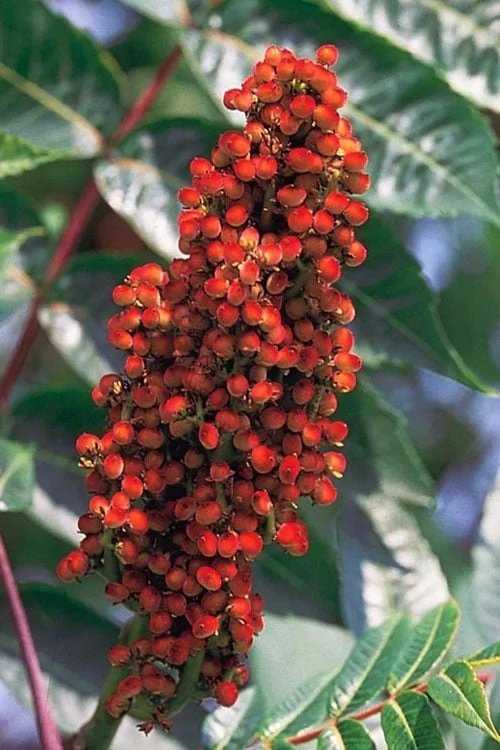 Smooth Sumac (Rhus Glabra) - 3 Gallon Pot - Image 11