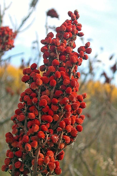 Smooth Sumac (Rhus Glabra) - 3 Gallon Pot - Image 5