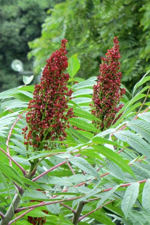 Smooth Sumac (Rhus Glabra) - 3 Gallon Pot - Image 10
