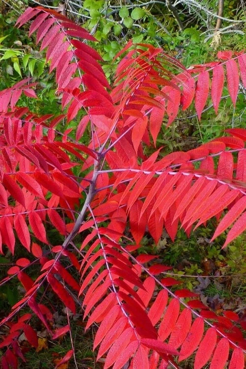 Smooth Sumac (Rhus Glabra) - 3 Gallon Pot - Image 6