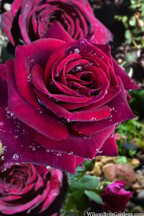 Crimson Knight Brindabella Rose - 3 Gallon Pot