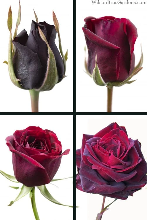 Crimson Knight Brindabella Rose - 3 Gallon Pot - Image 4