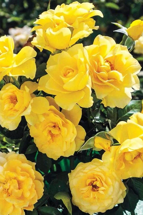 Sparkle & Shine Yellow Tree Rose - 7 Gallon Pot - Image 6
