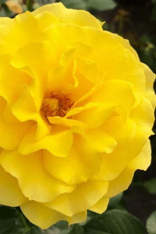 Sparkle & Shine Yellow Tree Rose - 7 Gallon Pot - Image 5