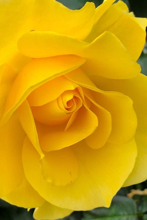 Sparkle & Shine Yellow Tree Rose - 7 Gallon Pot - Image 4