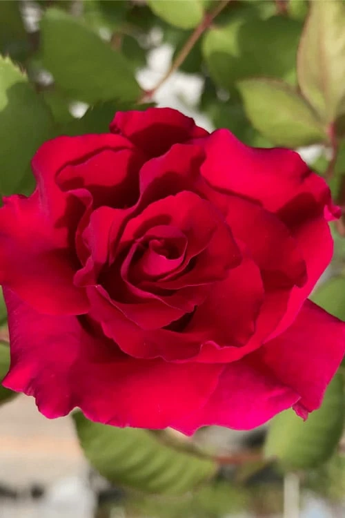 Brindabella Red Empress Shrub Rose - 2 Gallon Pot - Image 4