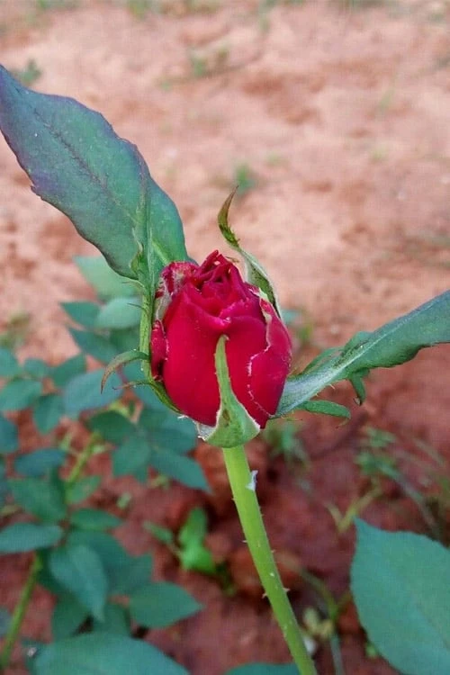 Brindabella Red Empress Shrub Rose - 2 Gallon Pot - Image 5