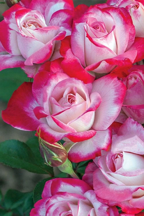 Candy Cane Cocktail Floribunda Rose - 3 Gallon Pot - Image 4